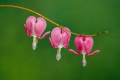 Bleeding Hearts