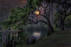 Cypresses on the Bayou