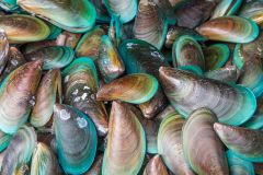 Shellfish