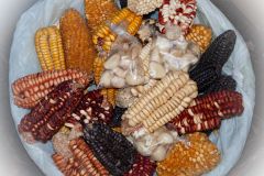 Andean Corn