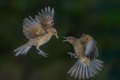Clay Colored Thrush fight