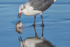Laughing Gull with fish head