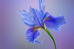 Crystal Blue Siberian Iris