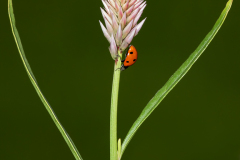In Natures Arms