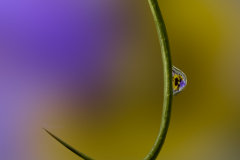 Hooked on Pansies