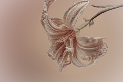Powder Puff Lily