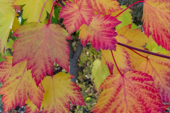 A Touch of Fall