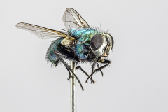 Macro Of Bottle Fly Specimen