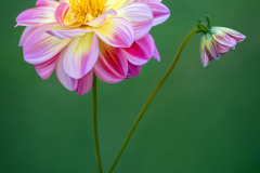 Dahlia