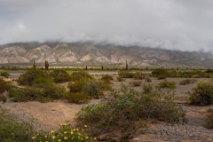Puna landscape 3