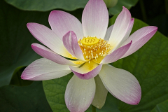 Lotus Bloom Open