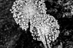 Natural Fireworks