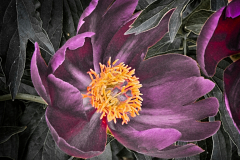 Peony Purple