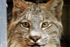 canada lynx watching out