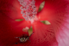 Hibiscus Drive Thru