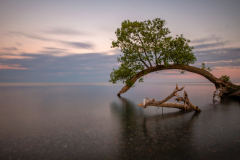 Tree Arch in Water