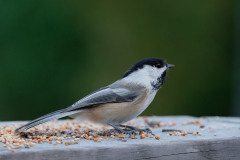Chickadee