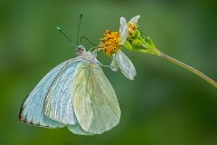Cabbage White Butterfly Taking Necture