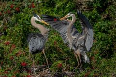 Great Blue Herons