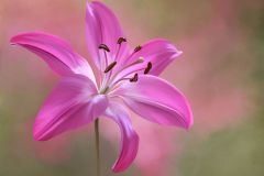 Asiatic Lily