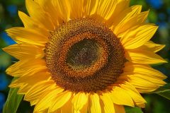 BrightSunflower