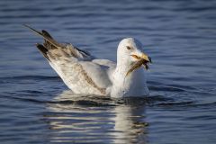 Ring Billed Gull