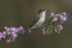 Gray Kingbird