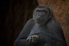 Gorilla