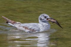 Herring Gull