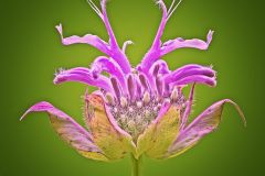 Wild Bergamot