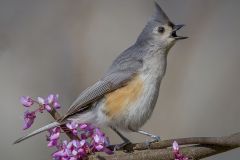 Tufted Titmouse