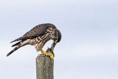 Broad Winged Hawk with Prey