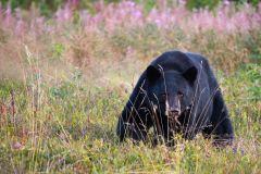 Black Bear