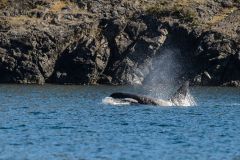 Orca