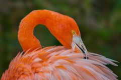 Orange Flamingo Preens
