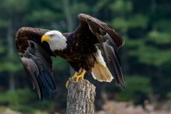 Bald Eagle