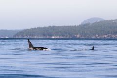 Orca and calf