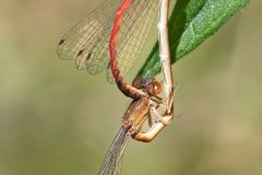 Damselflies Mating