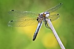Dot-tailed Whiteface Dragonfly
