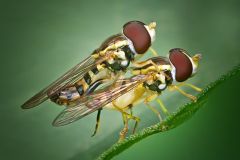 Hover Flies Mating
