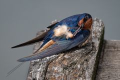 Barn Swallow Preening