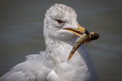 Herring Gull With Catch