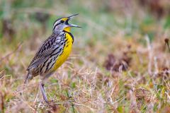 Eastern Meadowlark