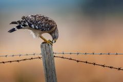 Red Shouldered Hawk