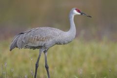 Sandhill Crane