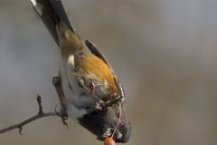 Spotted Towhee