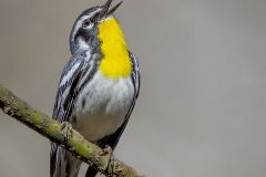Yellow Throated Warbler