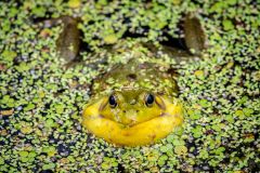 Bullfrog in Duckweed