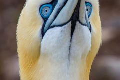 Northern Gannet