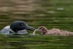 Common Loon feeding chick